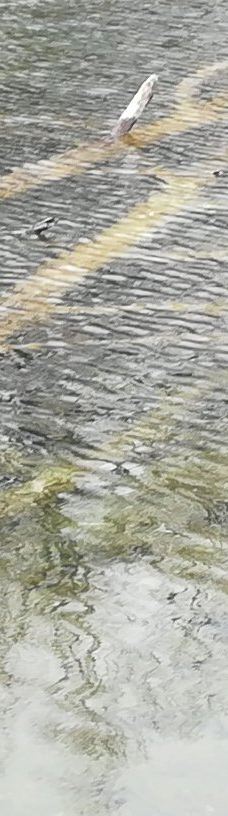 Parco della Pellerina-都灵