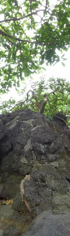 大善院-东村山市