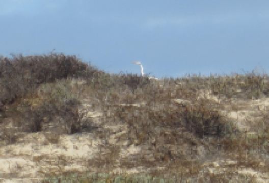 McGrath State Beach景点图片