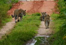 Parque Nacional do Pantanal Matogrossense景点图片