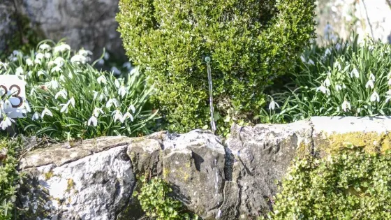 Topiary Park