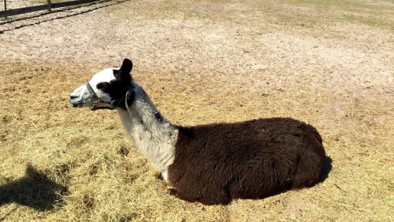 Petting Zoo Ocala