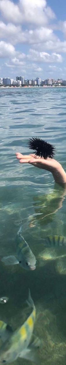 Piscinas Naturais de Pajucara-马塞约