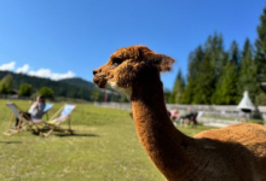 Tiroler Bio Alpakas景点图片