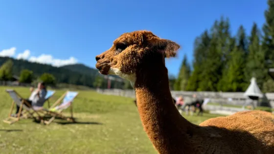 Tiroler Bio Alpakas