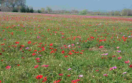 Kalantzēs