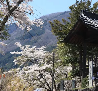 Cherry Blossom of Komatsunagi