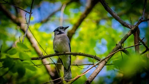 The Raptor Trust