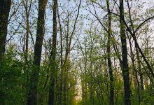 Natural Reserve of Titcani景点图片