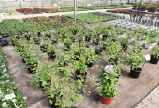 Les Jardins de Saint Joseph购物图片