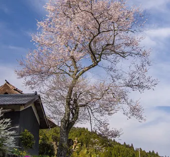 安能寺