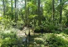 Shores Nature Trail Park景点图片
