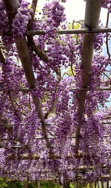 河内藤园-北九州