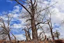 Day Forest National Park景点图片