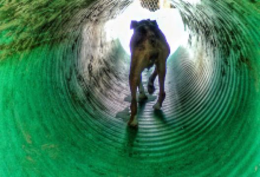 Buckhannon Dog Park景点图片