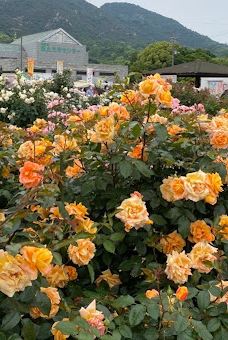 Yoshiumi Rose Park-今治市