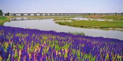 银川黄河湿地公园