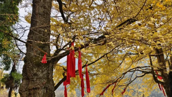 中國城步羅家水村千年銀杏旅遊度假區