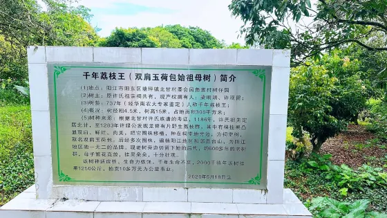 北甘古荔枝樹公園