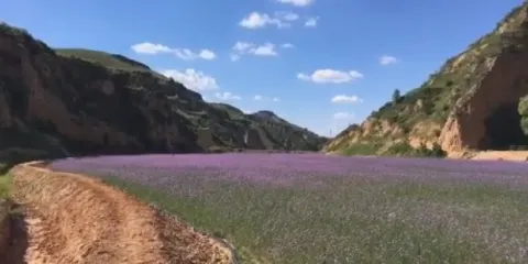 梁家河薰衣草莊園