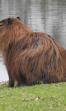 库里提巴诺提科公园-库里提巴