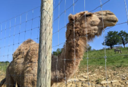 Wendt's Wildlife Adventure景点图片