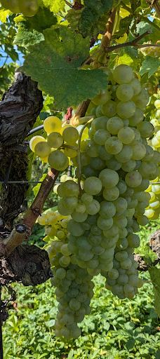 Terrasses viticoles de Lavaux-Lavaux-Oron District