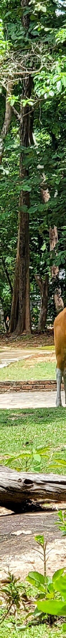 素贴山国家公园-清迈