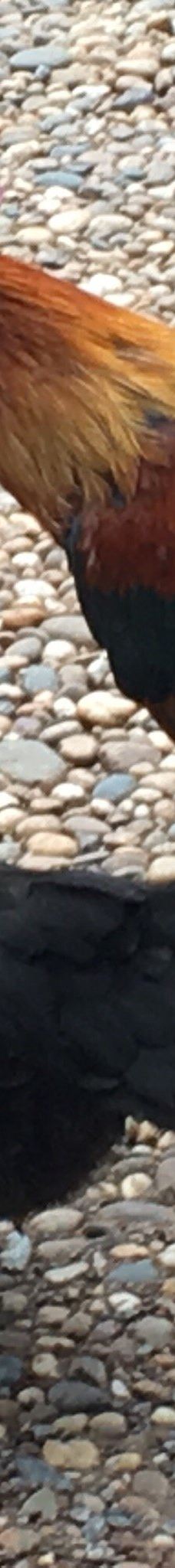 Wat Pa Ban Tat-乌隆他尼