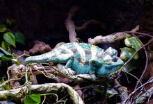 Layton Aquarium & Wildlife景点图片