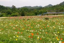 Kozan Lavender no Oka Kurose Farm景点图片