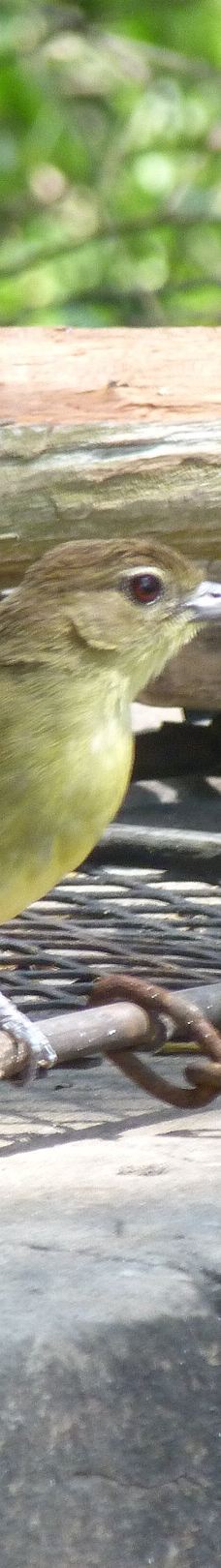 Bonamanzi Game Reserve-赫卢赫卢韦