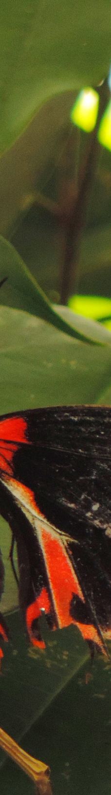 Casa delle Farfalle-米兰马瑞提那