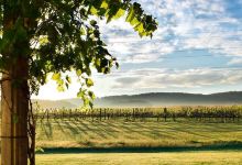 LedgeStone Vineyards景点图片