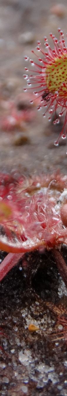 Avon Heath Country Park-圣艾夫斯