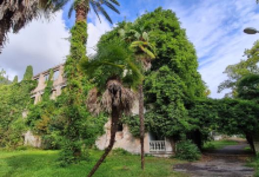 Park With Swans景点图片