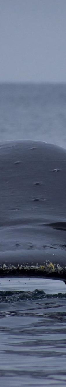 Seward Ocean Excursions-西沃德