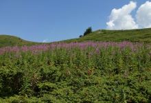 Todorini Kukli景点图片