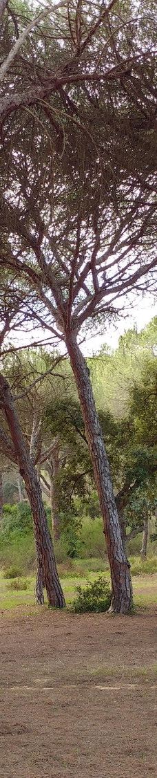 El Pinar del Rey-圣罗克