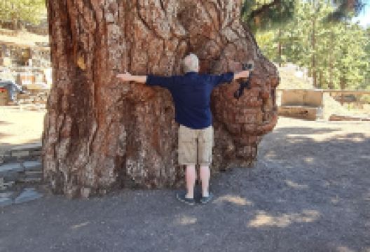 El Pino Gordo景点图片