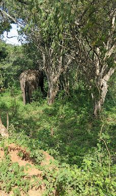 Yala Block I-汉班托特