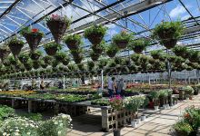 Plants Galore购物图片