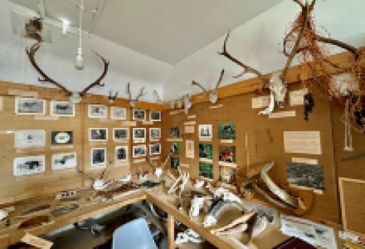 Deer Museum景点图片