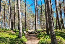 Litsleby Rock Carvings景点图片