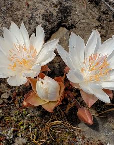 Catherine Creek Day Use Area/Trailhead-克利基塔特县