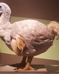 布法罗科学博物馆-布法罗