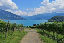 葡萄酒酿造历史博物馆景点图片