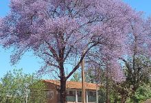 PLAZA ACOSTA ÑU景点图片