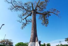 Parque de La Lupuna景点图片