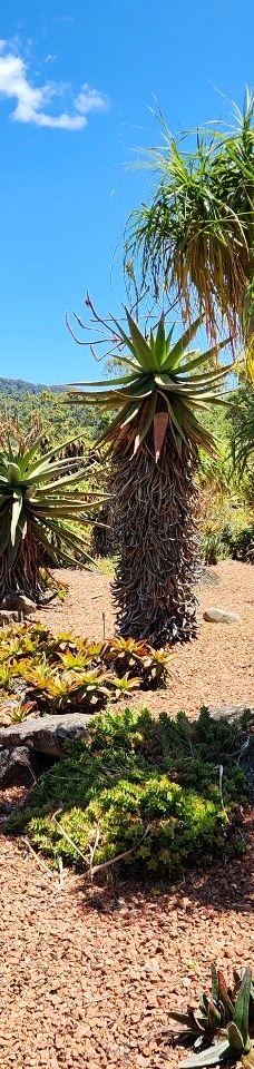 卧龙岗植物园-Keiraville